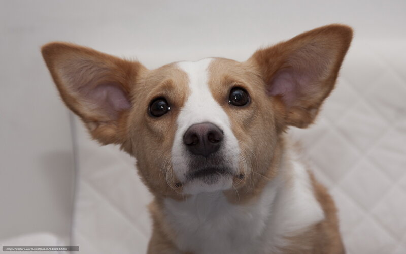 Cute dog looking up