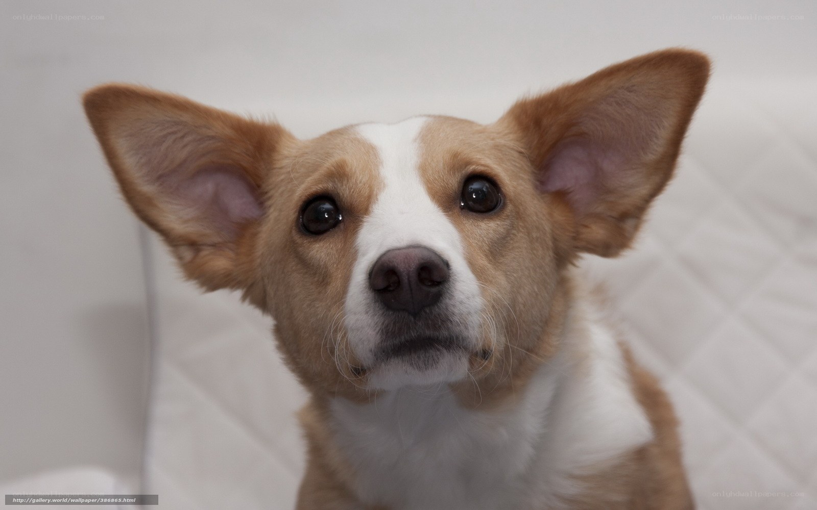 Cute dog looking up