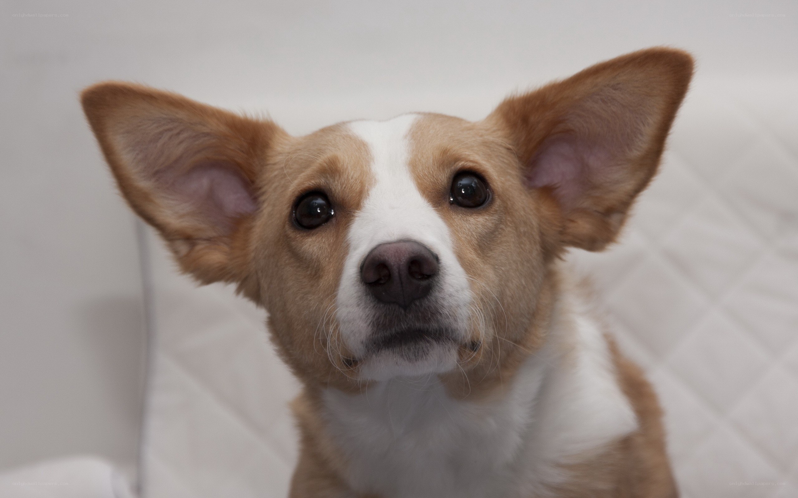 cute dog with big ears