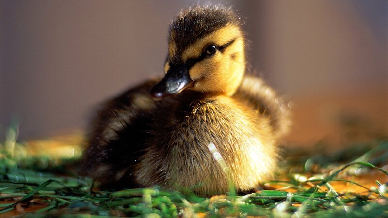 cute duckling on grass