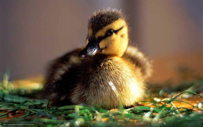 Cute duckling on grass