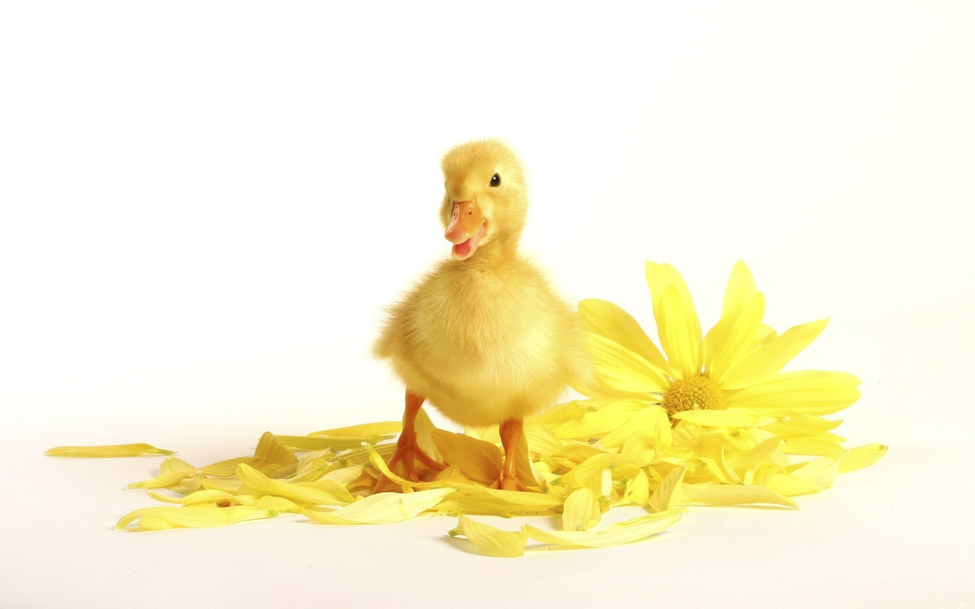 cute duckling with yellow flower