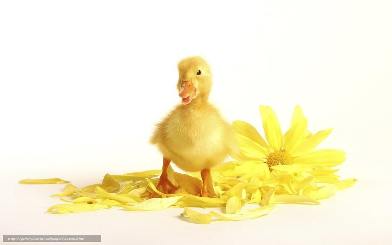 cute duckling with yellow flower