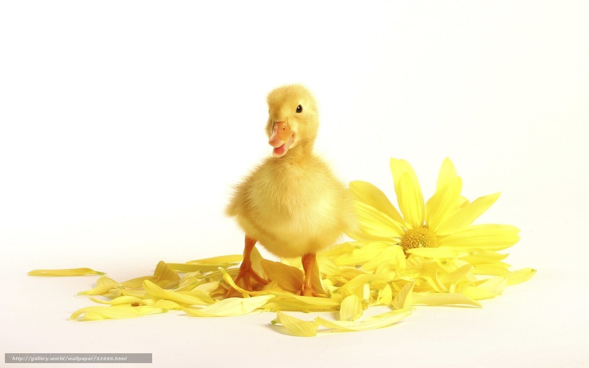 cute duckling with yellow flower
