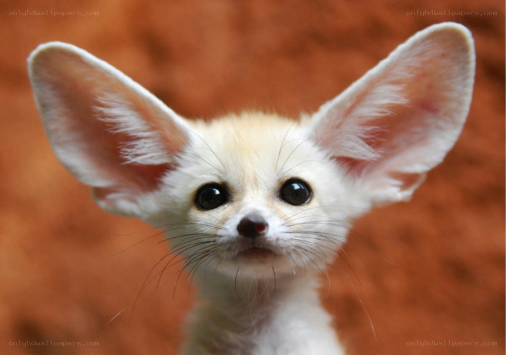 cute fennec fox cub