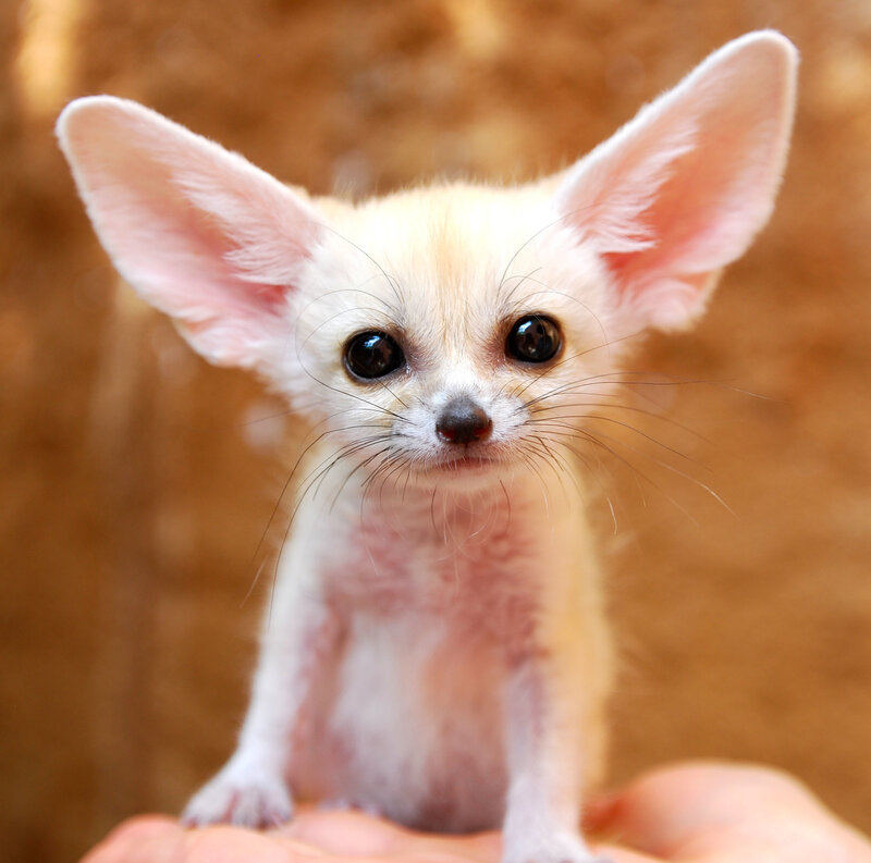 cute fennec fox cub