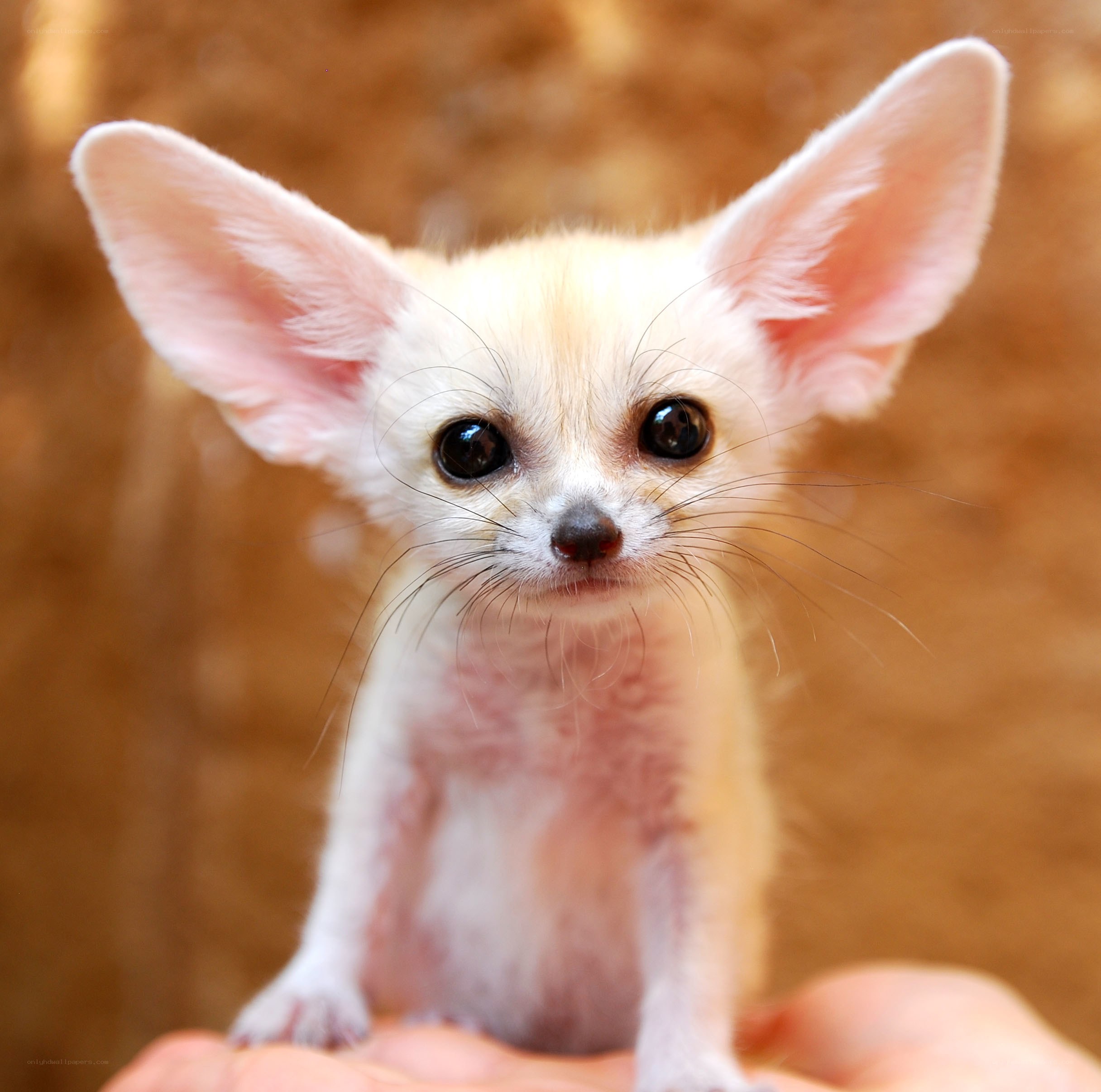 cute fennec fox cub