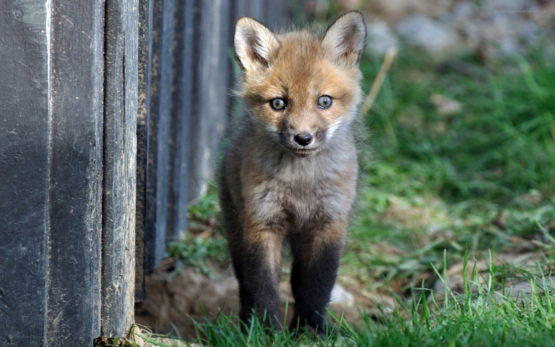 cute fox cub in grass