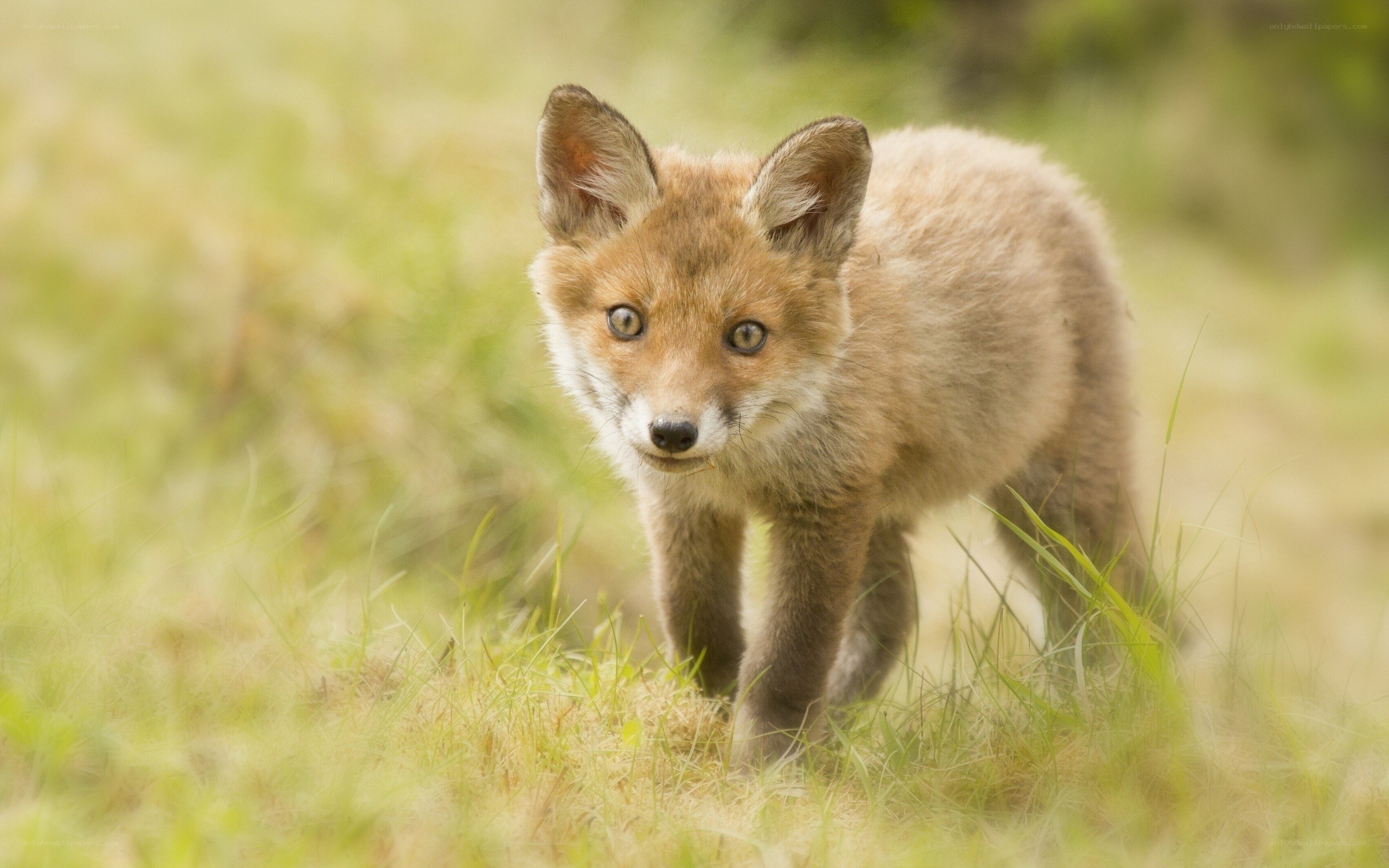 cute fox cub in grass