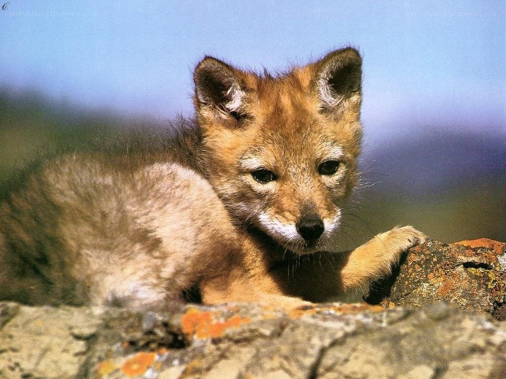 cute fox cub on a rock