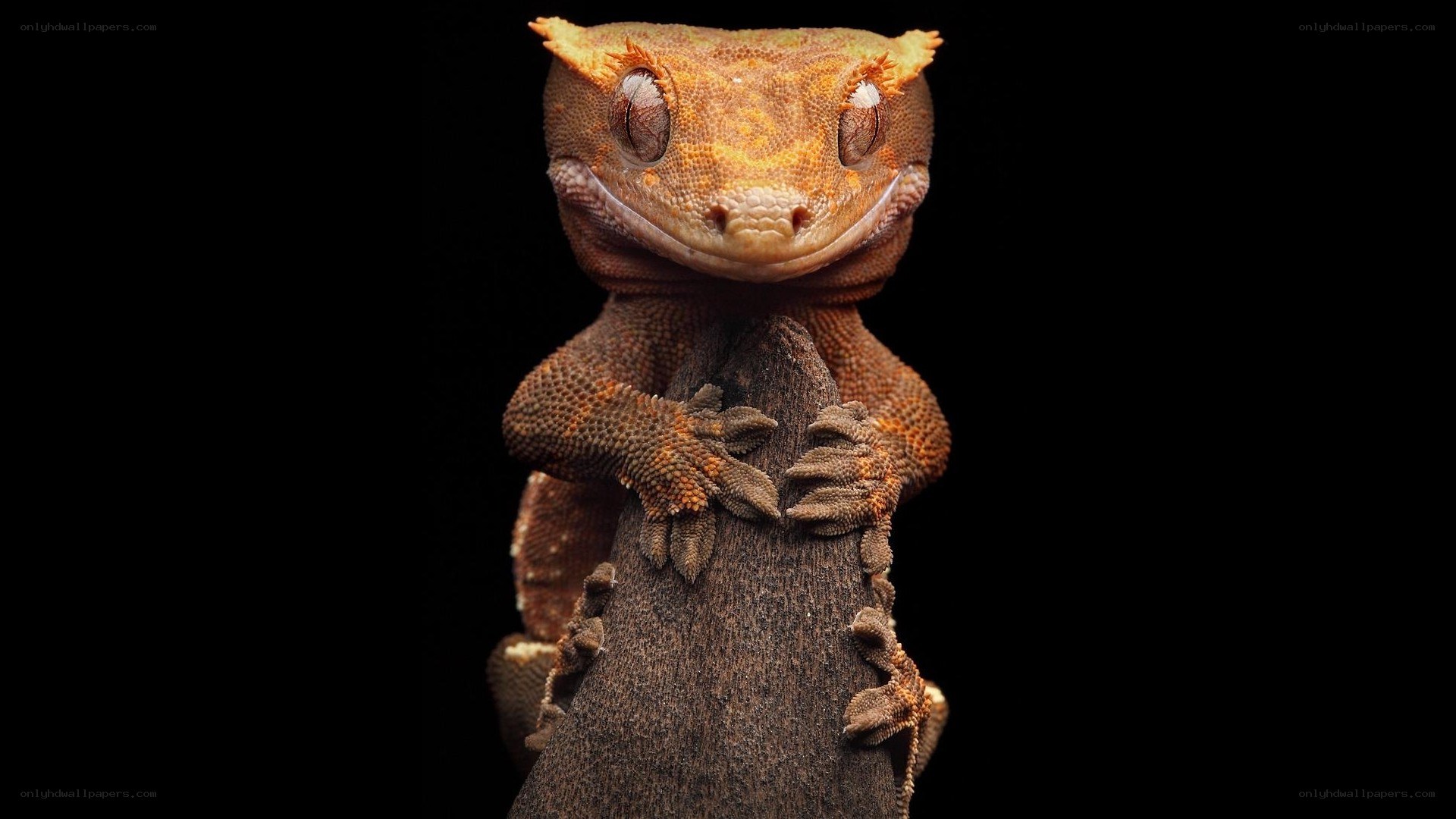 cute gecko on a branch