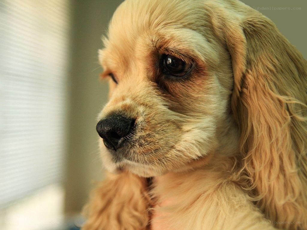 cute golden cocker spaniel puppy