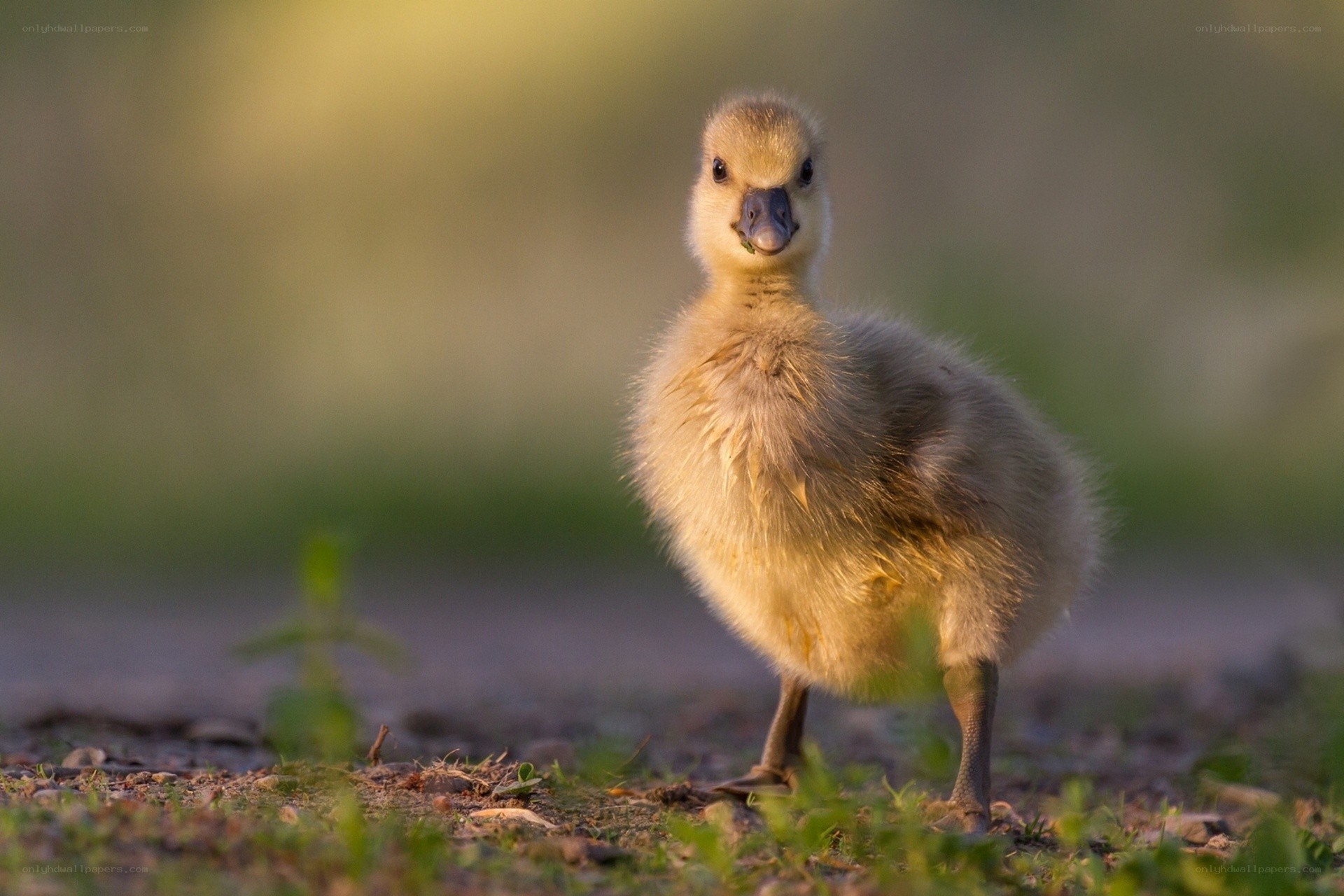 Cute gosling in the grass