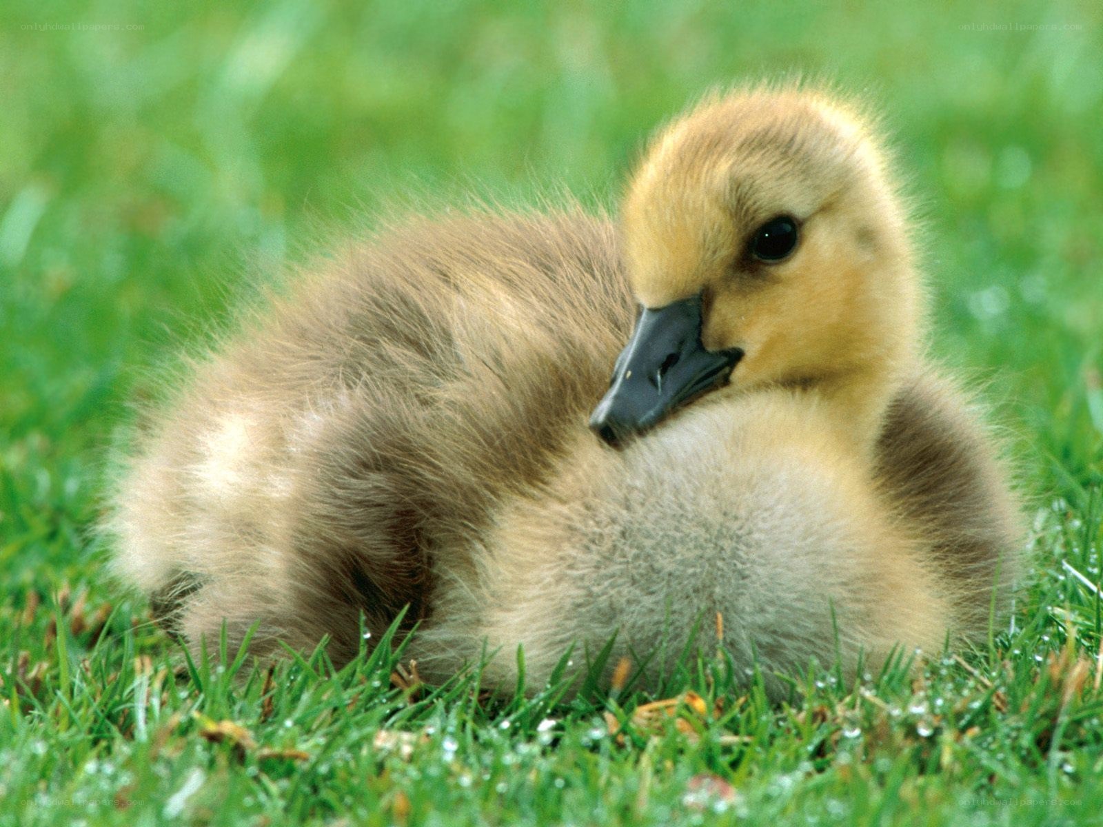 cute gosling on grass