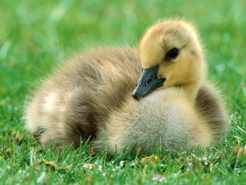 cute gosling on grass
