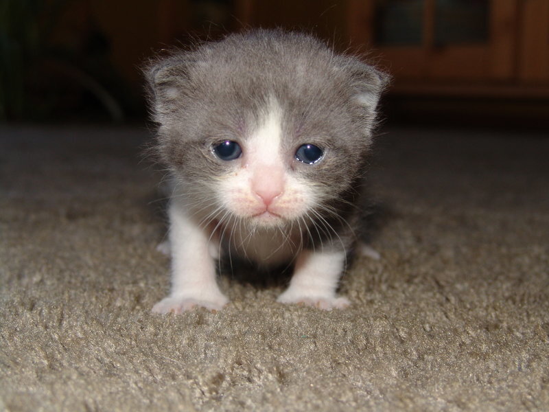 cute gray and white kitten