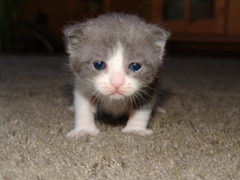cute gray and white kitten