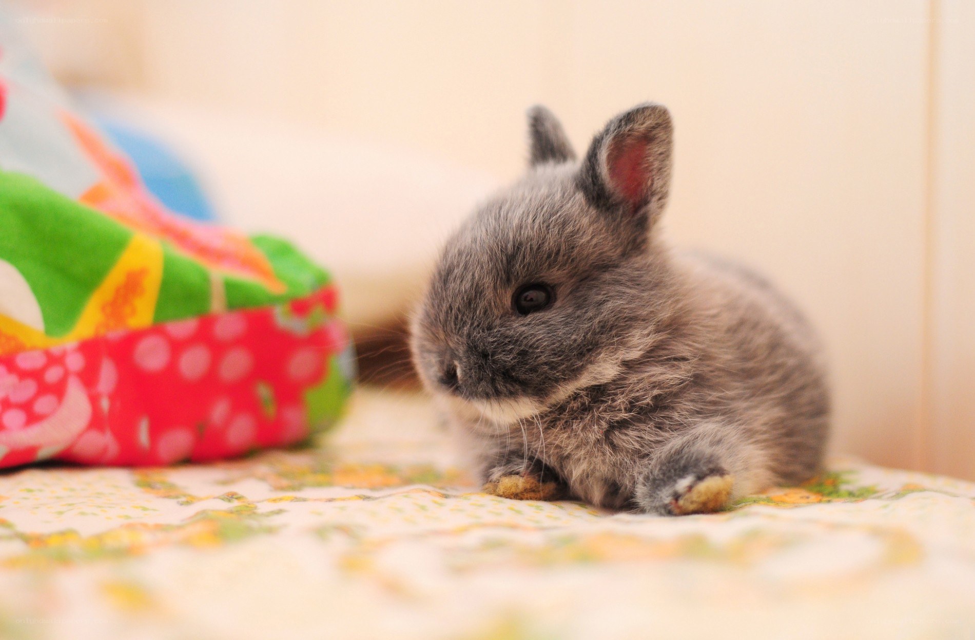 cute gray baby bunny