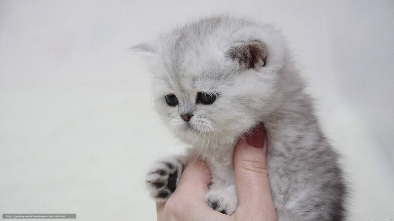 cute gray kitten being held