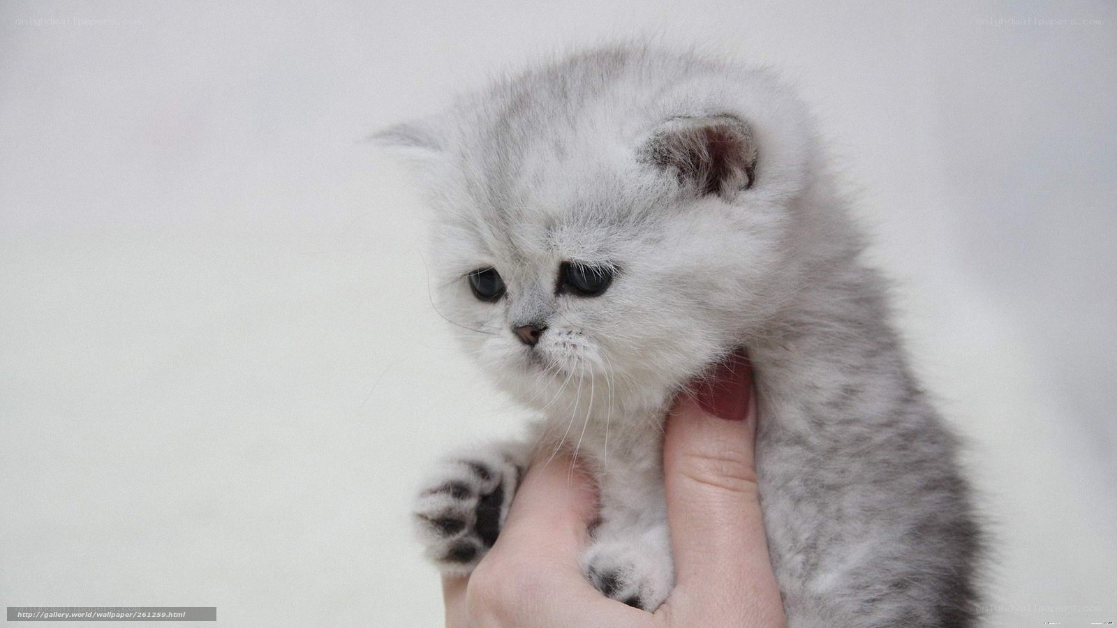 cute gray kitten being held
