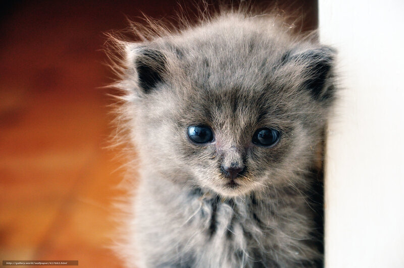 cute gray kitten close-up