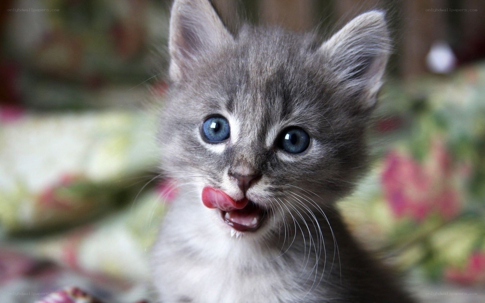 cute gray kitten licking nose