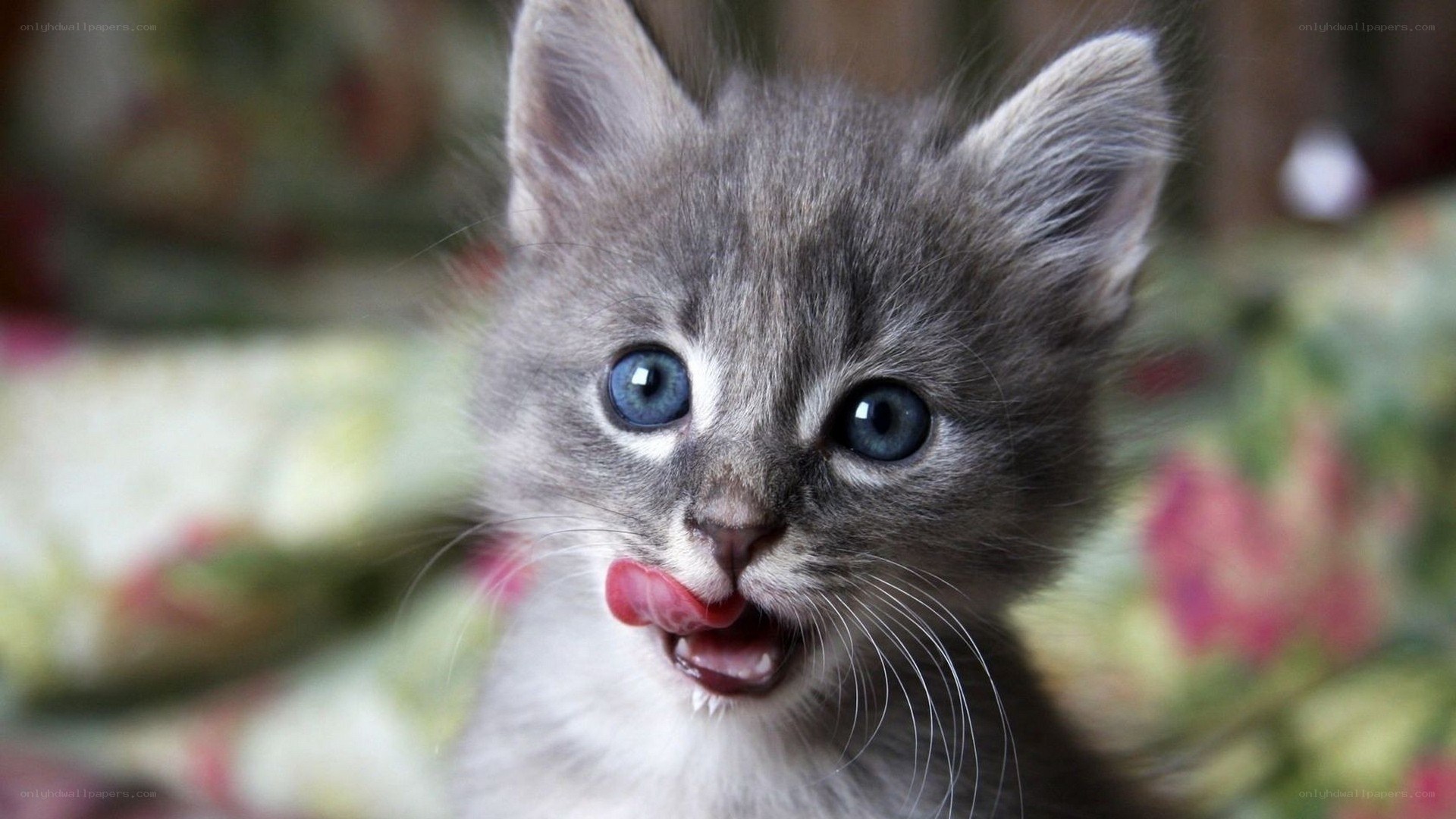 cute gray kitten licking