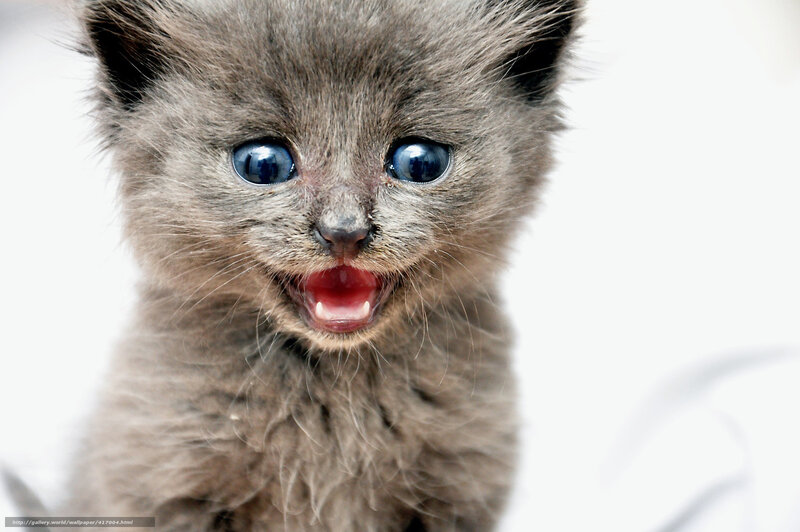 cute gray kitten meowing