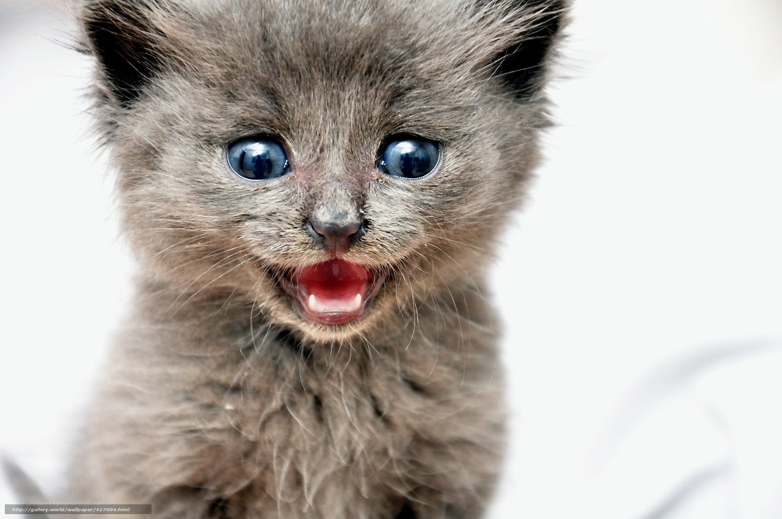 cute gray kitten meowing