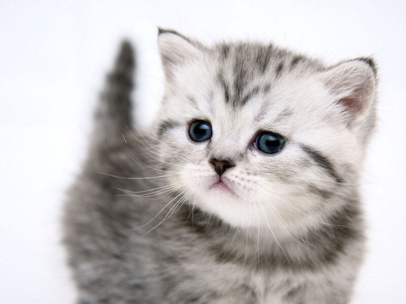 cute gray kitten with blue eyes