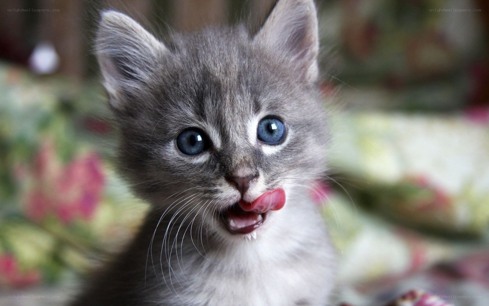 cute gray kitten with blue eyes