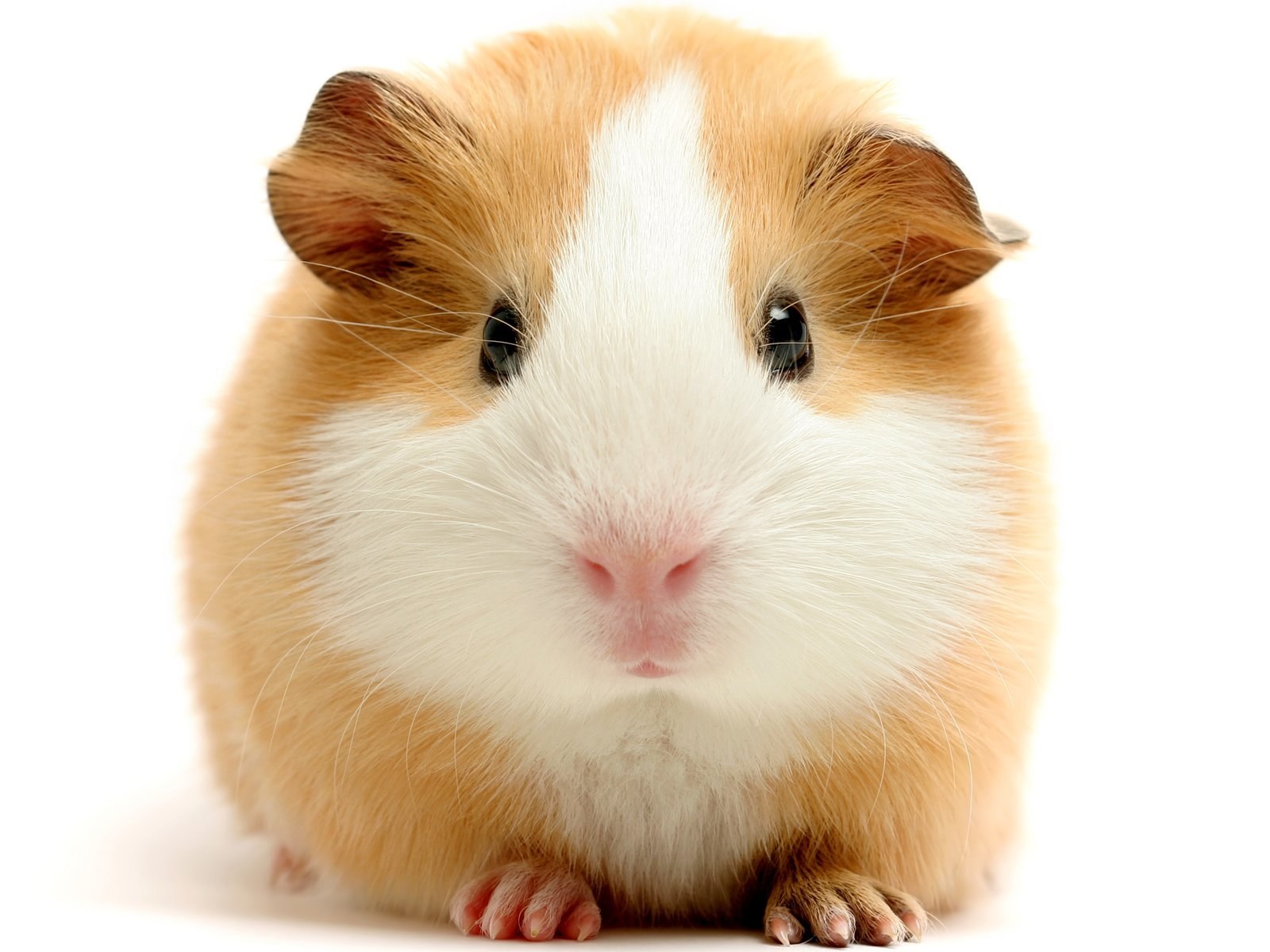 cute guinea pig portrait