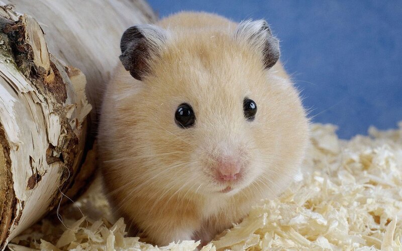 cute hamster in wood shavings