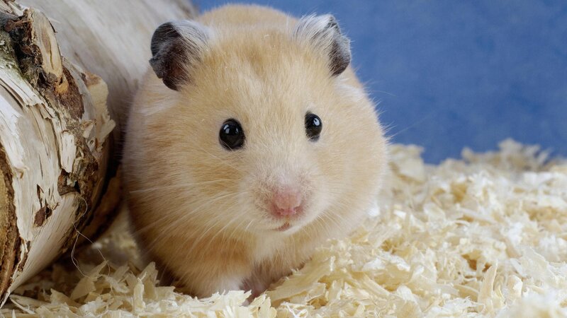 cute hamster in wood shavings