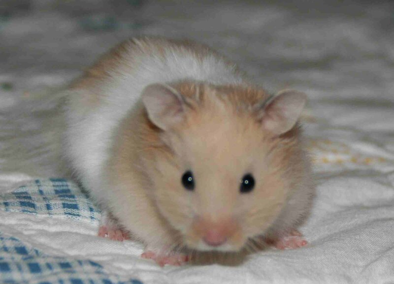 cute hamster on blanket