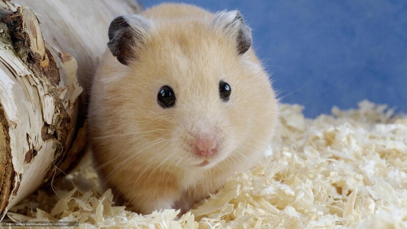 cute hamster on wood shavings