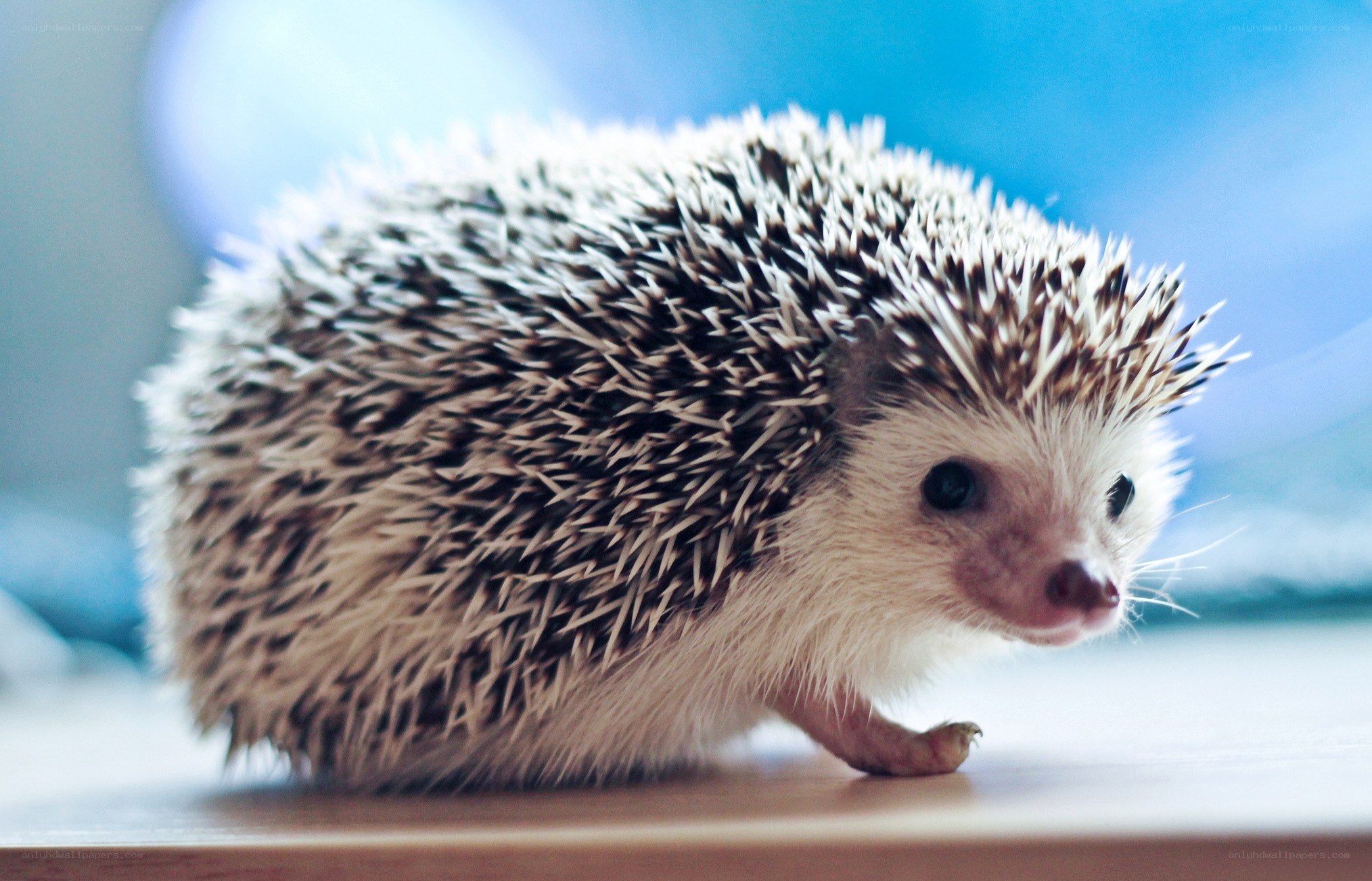 cute hedgehog on a table