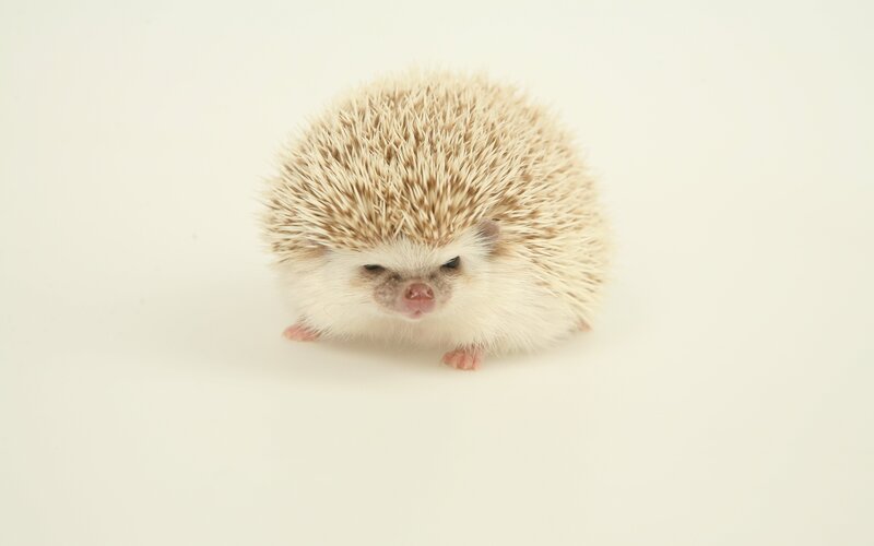 cute hedgehog on white background