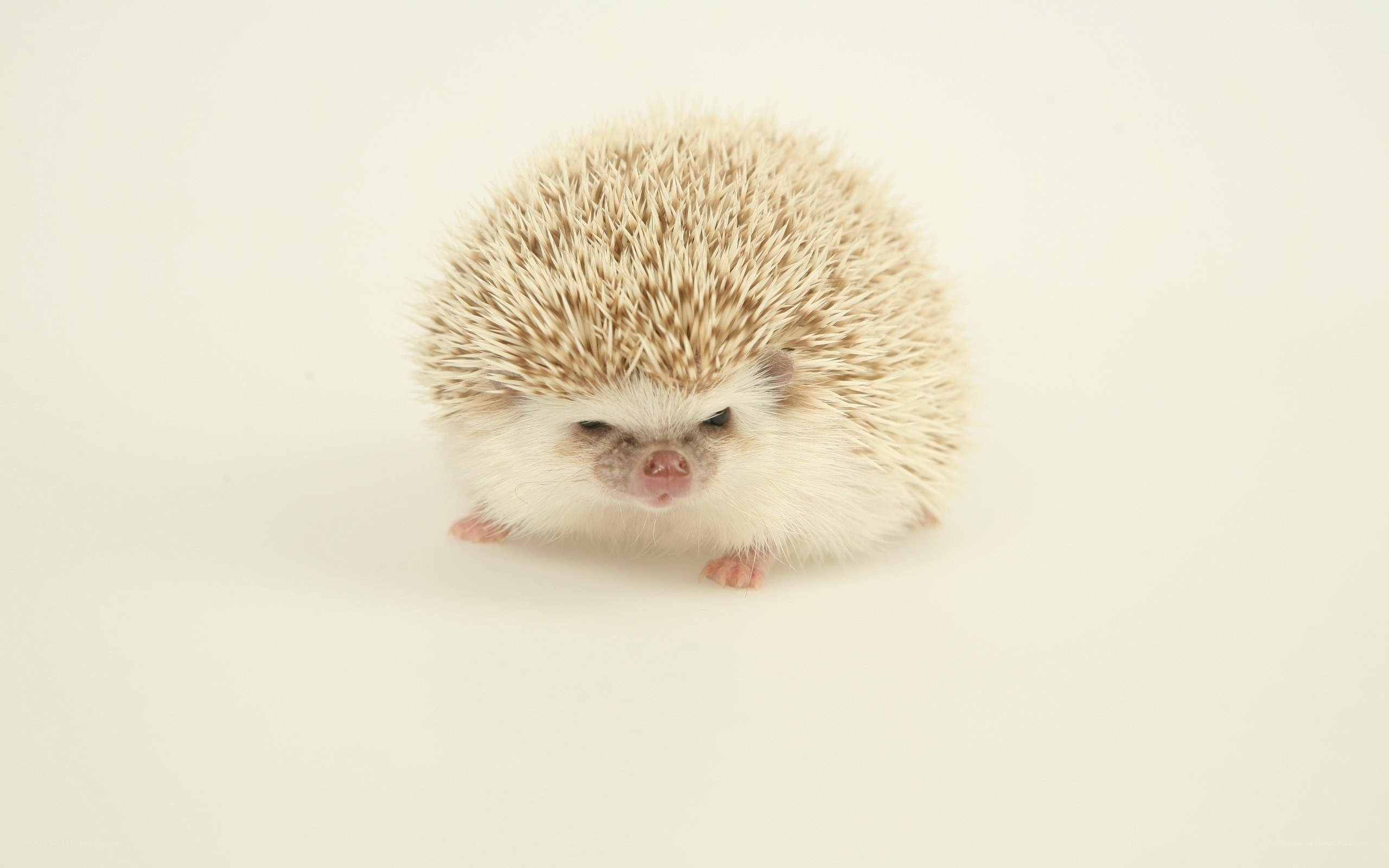 cute hedgehog on white background