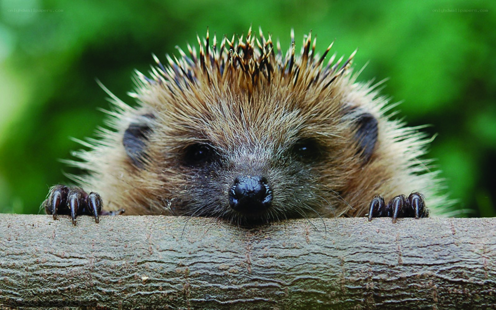 cute hedgehog peeking over branch
