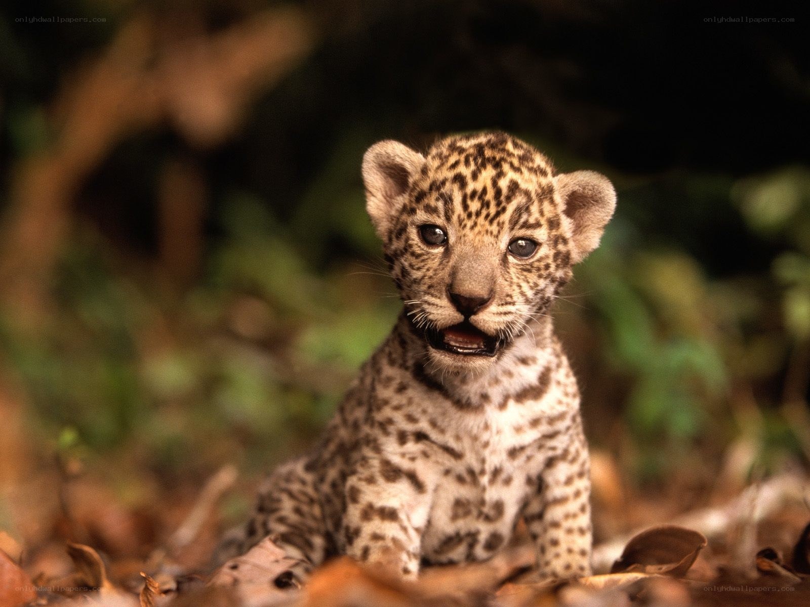 cute jaguar cub in forest