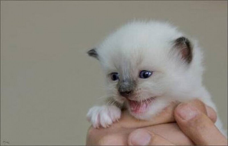 cute kitten being held