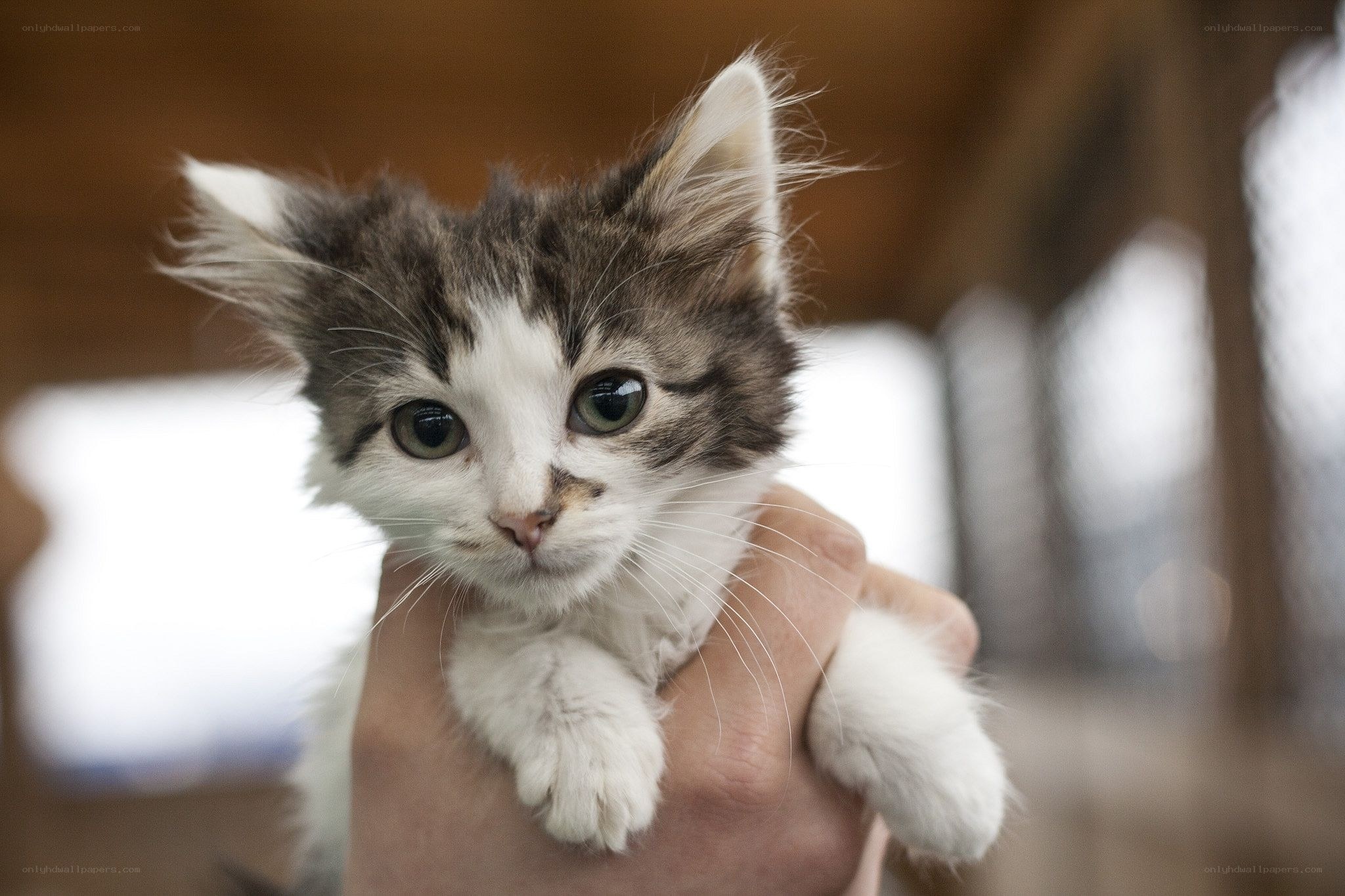 cute kitten being held