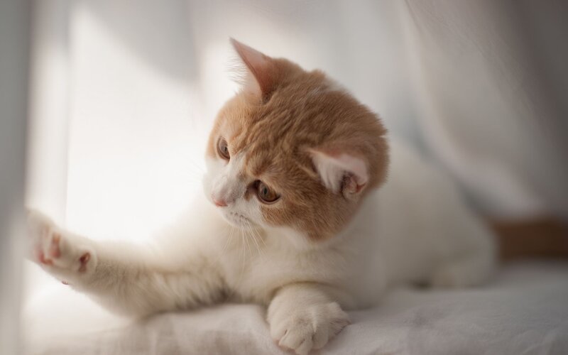 Cute kitten by the window