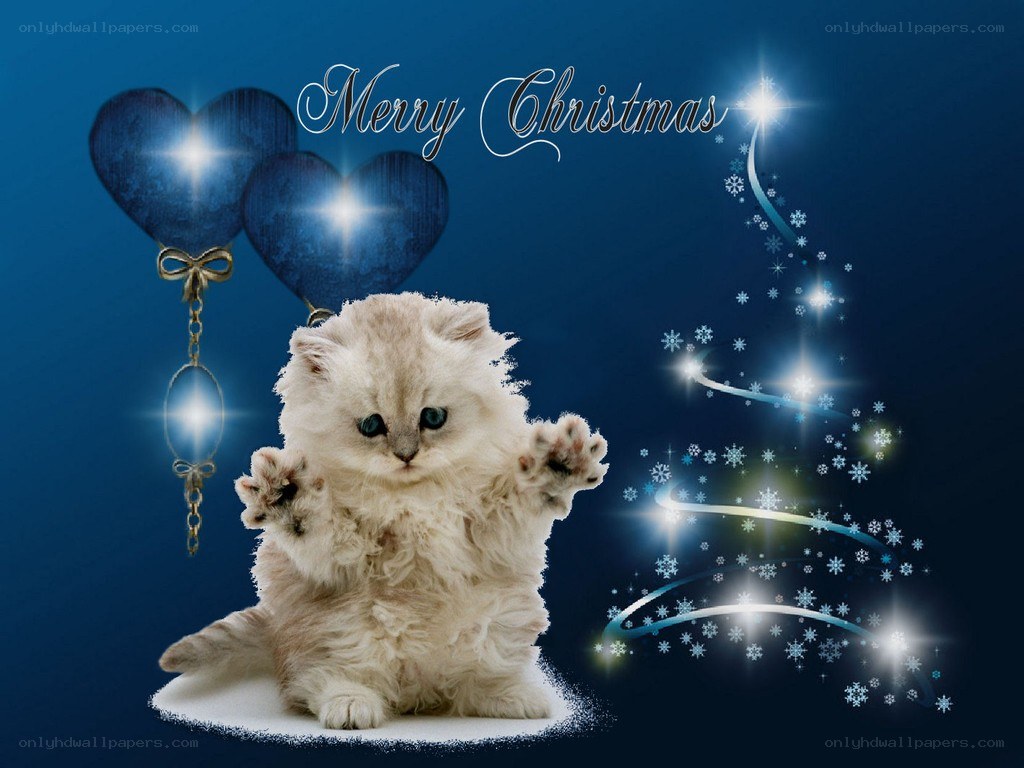 Cute kitten Christmas card