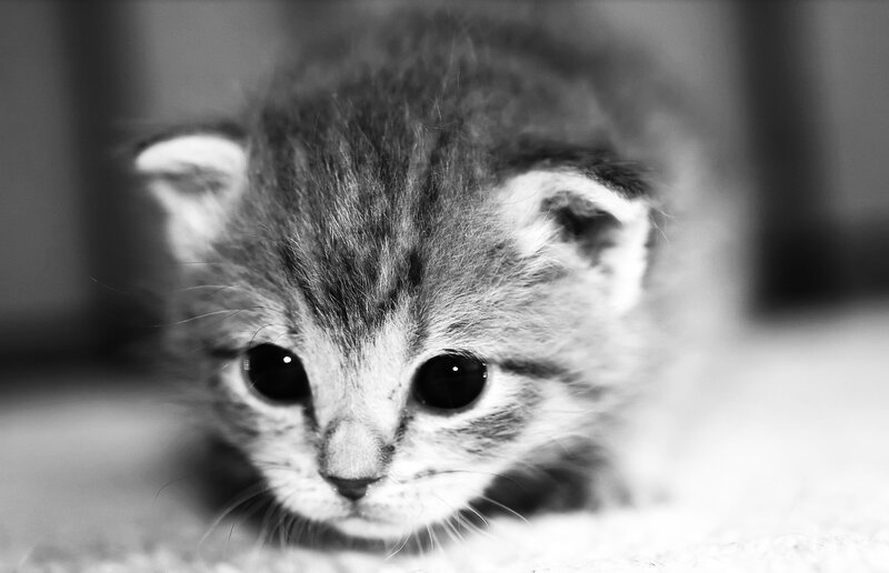 cute kitten close-up