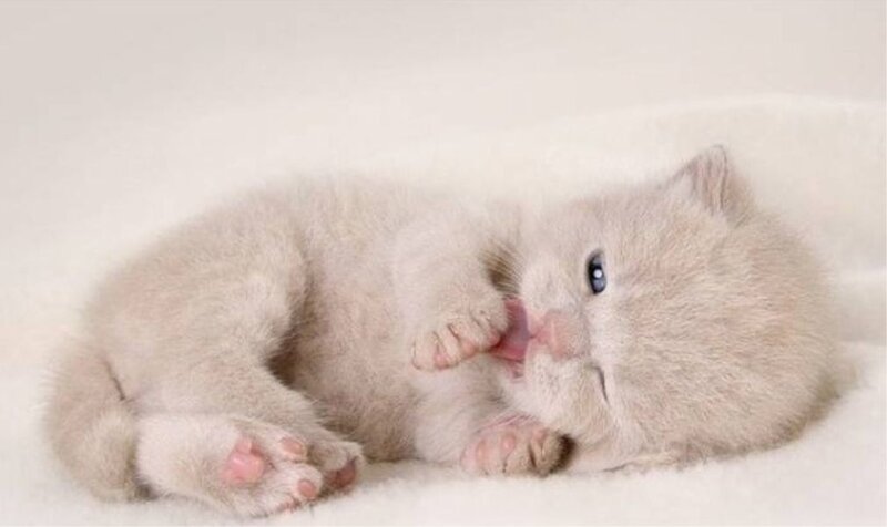 cute kitten grooming itself