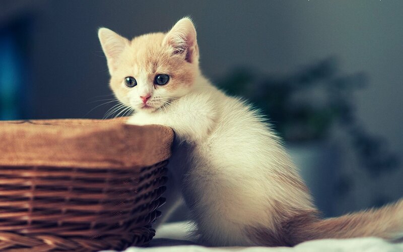 Cute kitten in a basket