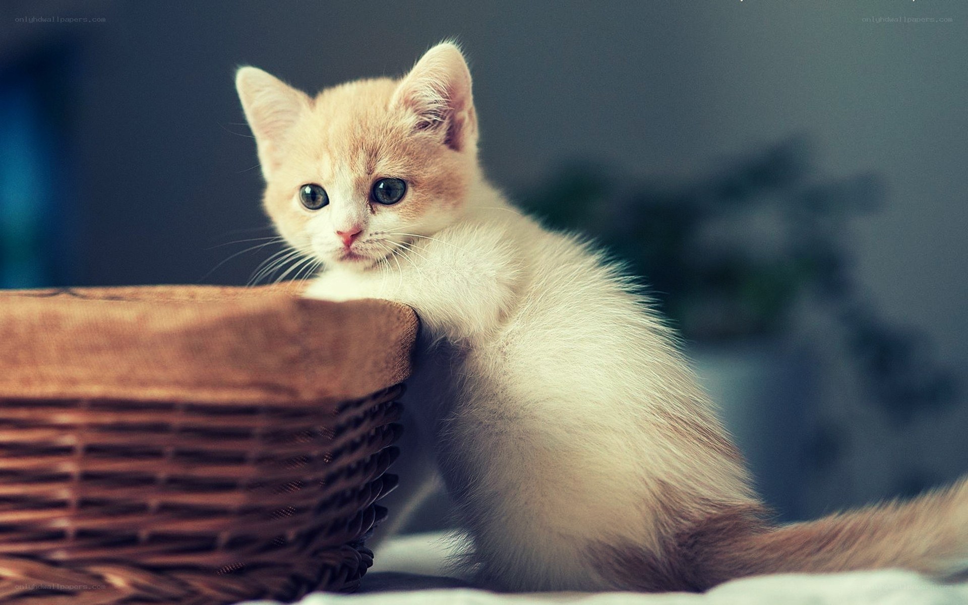 Cute kitten in a basket