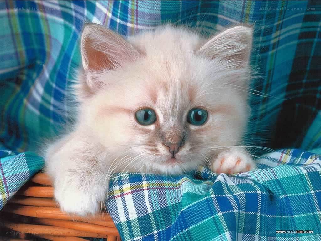 cute kitten in basket